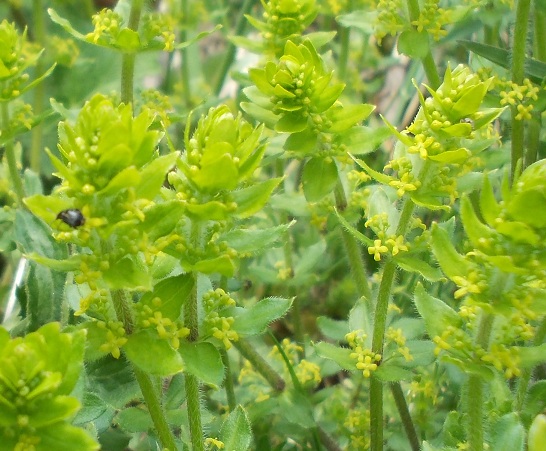 detrminare 2 - Cruciata cfr. laevipes